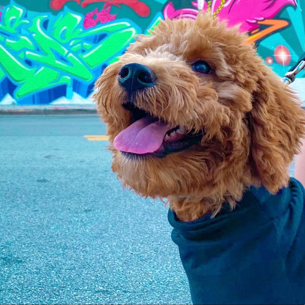 Meet your Posher, Rachel